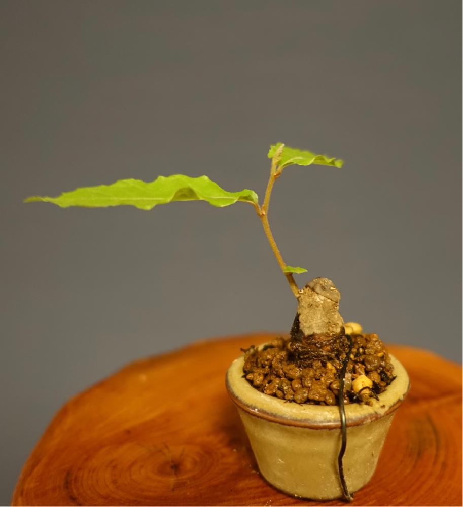 ヤマグリの投稿画像 By Golivettiさん 雑木盆栽と小盆栽と盆栽素材とミニ盆栽と実物と古木と豆盆栽と盆栽とbonsaiと種蒔きと新芽と雑木盆栽と小盆栽と盆栽素材とミニ盆栽と実物と古木と豆盆栽と盆栽とbonsaiと種蒔きと新芽 18月4月17日 Greensnap グリーン