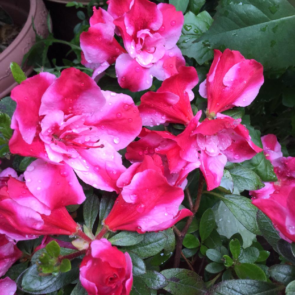 アザレア カメレオンの投稿画像 By 雪ダルマさん 小さな庭と樹木と花壇と春爛漫 と植中毒とはるが来た と庭木とタニラーと咲いてますよ と花のある暮らしとお花とかわいいな とバルコニストと アザレア と樹木と花壇と春爛漫 と植中毒とはるが来た と庭木と アザレア カメレオンの投稿画像 By 雪ダルマさん 小さな庭と樹木と花壇と春爛漫 と植中毒とはるが来た と庭木とタニラーと咲いてますよ と花のある暮らしとお花とかわいいな とバルコニストと アザレア と樹木と花壇と春爛漫 と植中毒とはるが来た と庭木と