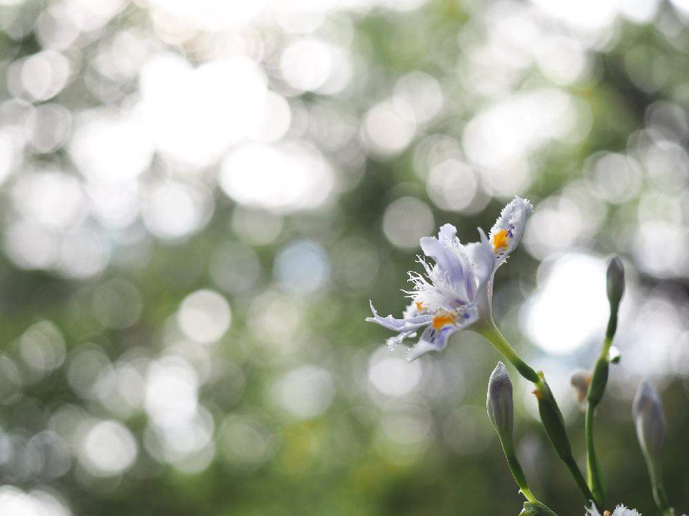 シャガの投稿画像 By Tenさん Ed 12 40mm F2 8 Pro と宇治市植物公園とアートなten写とボタニカルスポット18春と花のある暮らしと玉ボケと 可憐な山野草 コンテスト 18月4月17日 Greensnap グリーンスナップ