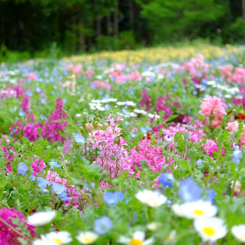 お出かけ先の投稿画像 By ハルヒツジさん お花畑 と里山ガーデンとガーデンネックレス横浜18とお花畑 と里山ガーデンとガーデンネックレス横浜18 18月4月18日 Greensnap グリーンスナップ Greensnap グリーンスナップ