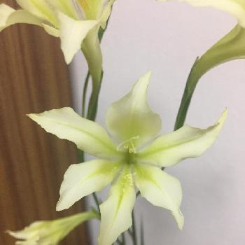 スプリンググラジオラスの投稿画像一覧 Greensnap グリーンスナップ