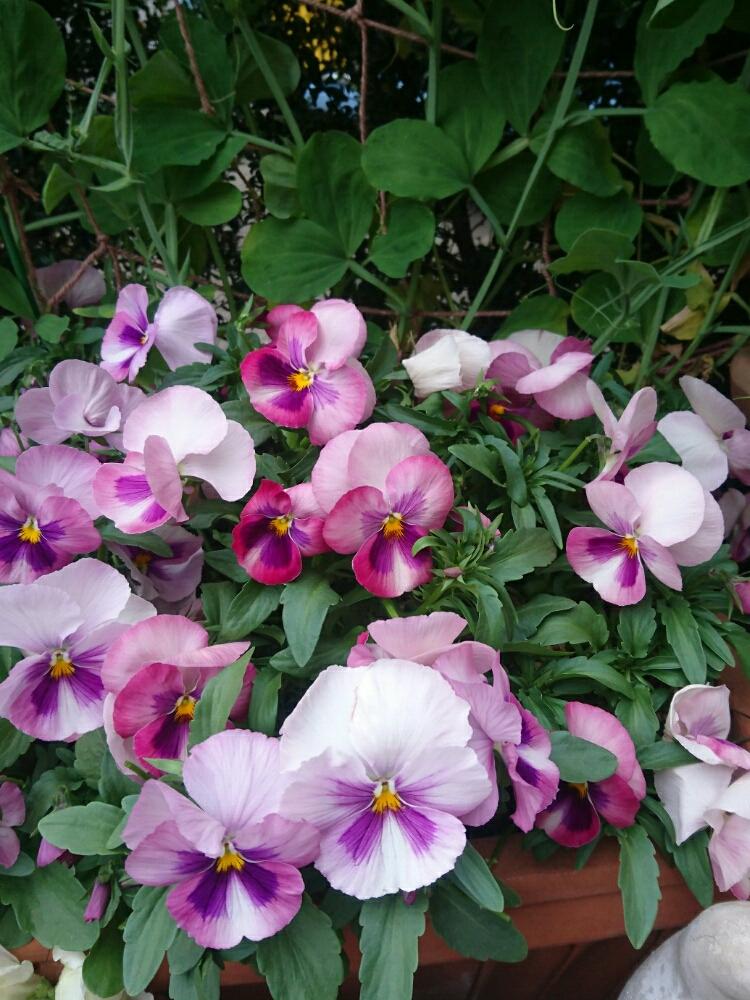 パンジーの投稿画像 By ヒロリンパさん ビオラ パンジーとピンクの花と花壇と我が家の花壇と今日のビオラと成長記録と花のある暮らしとブルーの花と可愛い ピンク色 と紫の花と咲いた 18月4月18日 Greensnap グリーンスナップ