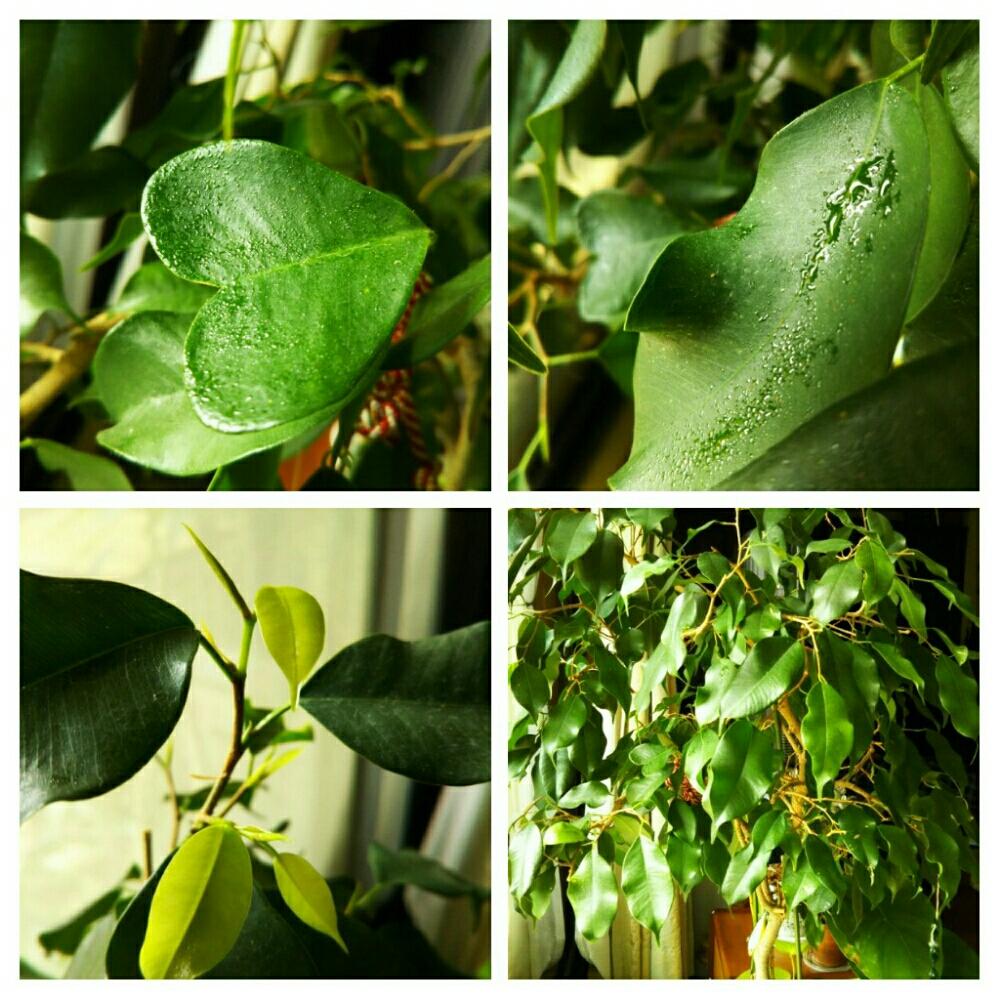 ハートの葉っぱの投稿画像 By よっちえさん ベンジャミンと観葉植物とバルコニストとみどりのある暮らし 18月4月18日 Greensnap グリーンスナップ