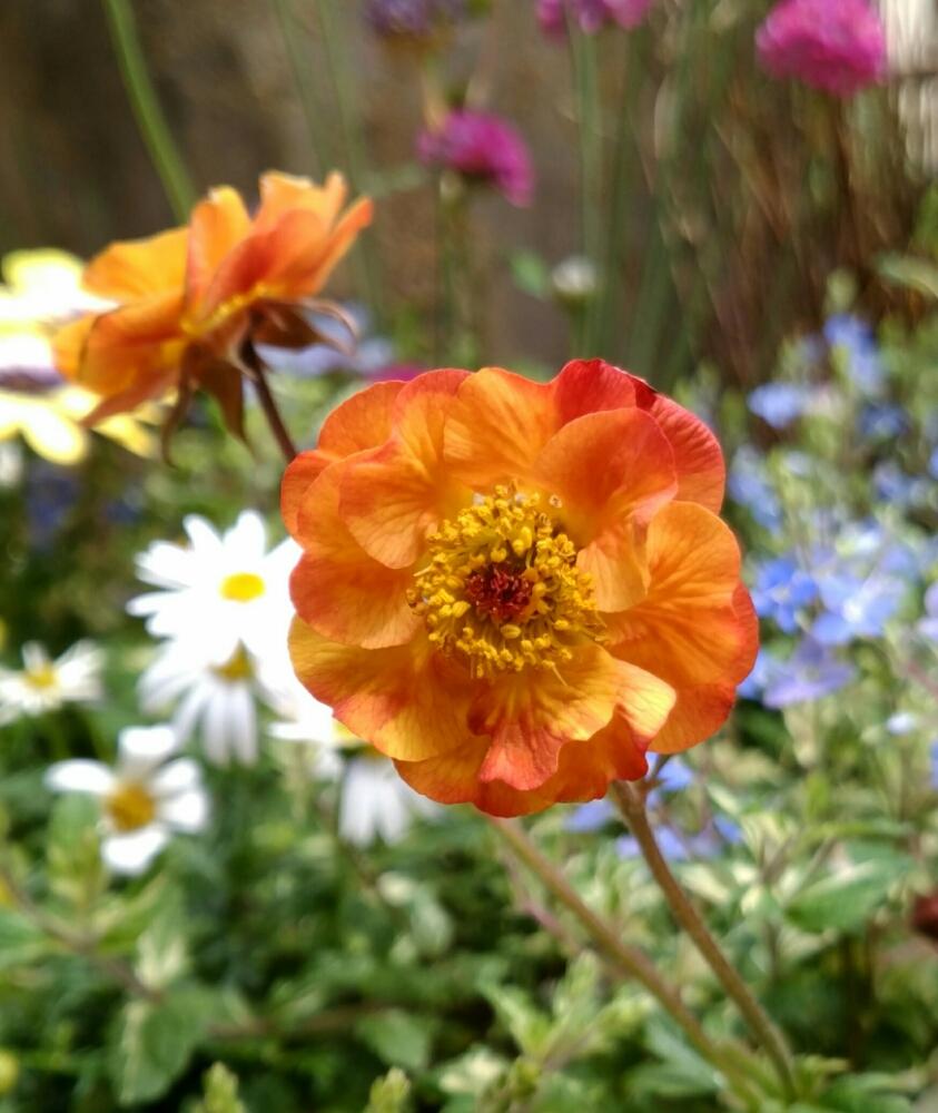 ゲウム マイタイの投稿画像 By ヘリテージさん 小さな庭とナチュラルガーデンと赤い花と鉢植えとガーデニングときいろいお花とナチュラルガーデンと赤い花と 鉢植えとガーデニングときいろいお花 18月4月18日 Greensnap グリーンスナップ Greensnap