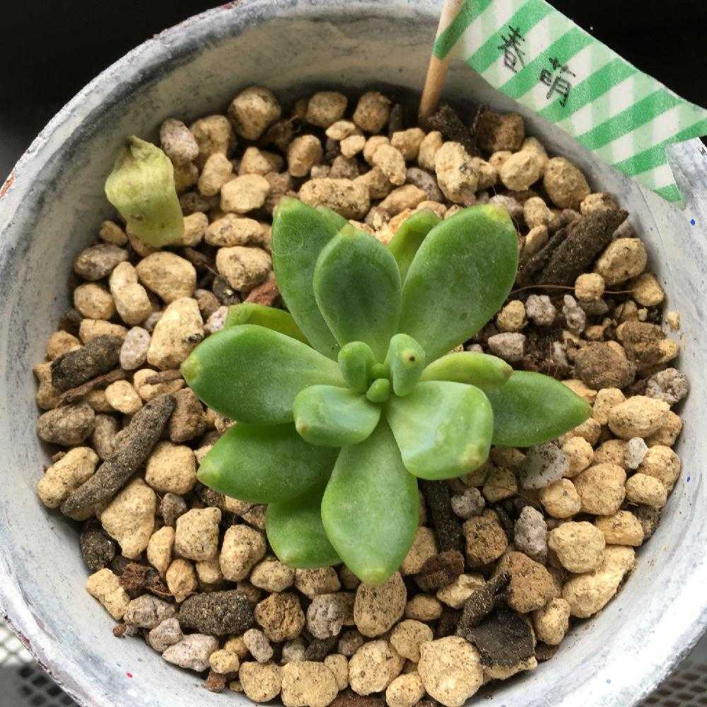 春萌成長記録 Greensnap グリーンスナップ