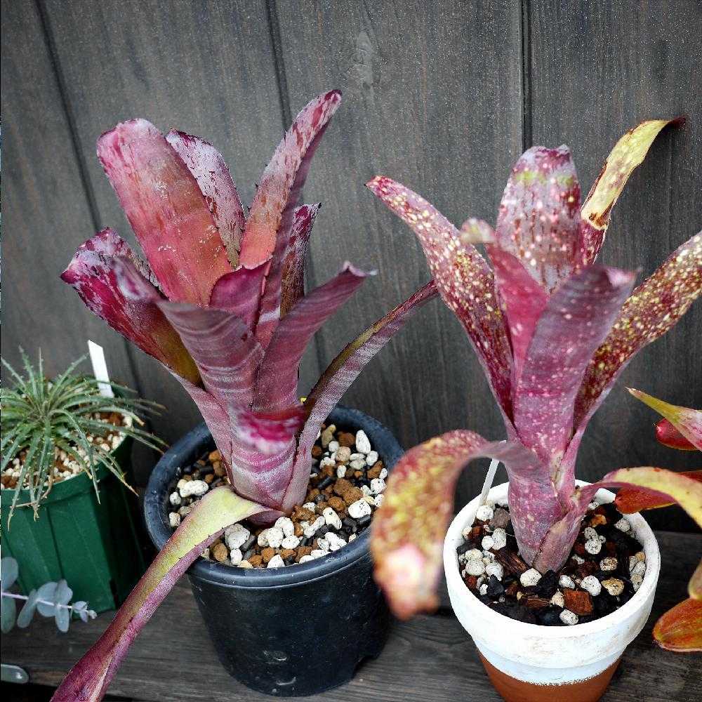 ビルベルギア　ピンクボム　コルク付け ビルベルギア ピンクボム コルク付け ビルベルギア ピンクボム