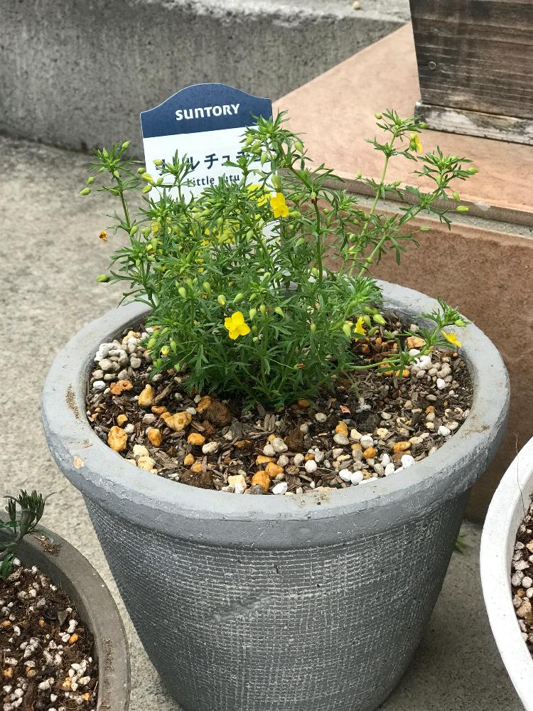 リトルチュチュの投稿画像 By 田中 亮介さん サントリー フラワーズ 18月4月18日 Greensnap グリーンスナップ