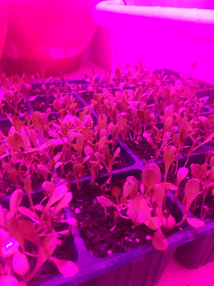 救命救急24時の投稿画像 By 店長大作戦さん ボボボーボ ボーボボと避難先とお風呂と結果的にエロい感じに とバス トイレと救命救急24時とボボボーボ ボーボボと避難先とお風呂と結果的にエロい感じに 18月4月18日 Greensnap グリーンスナップ