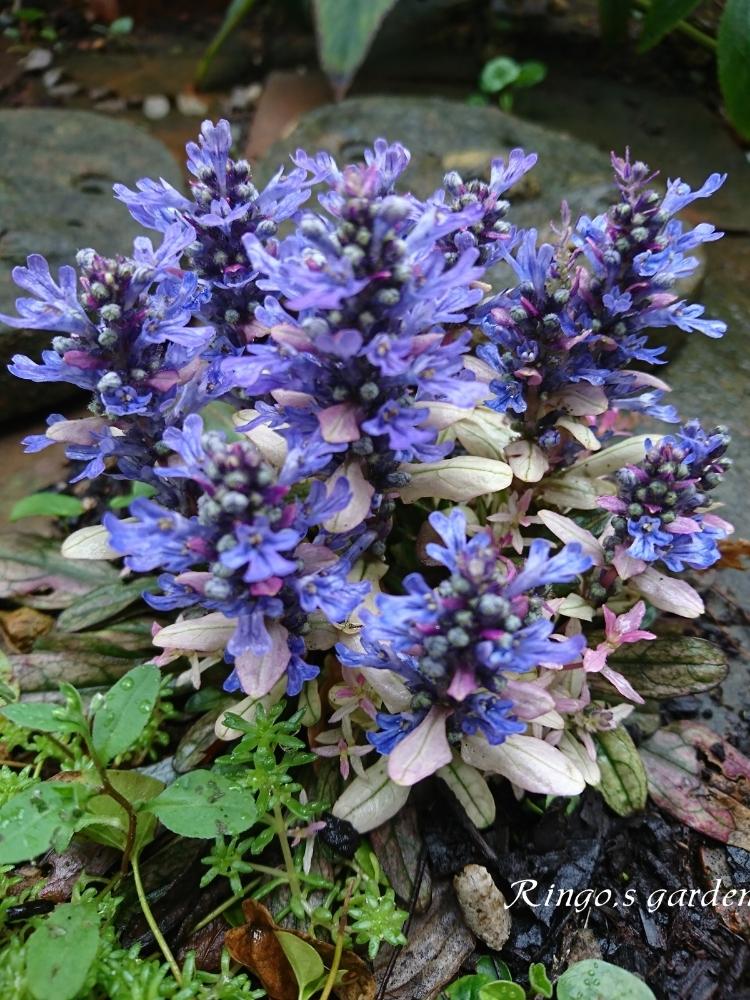 アジュガ ディキシーチップの投稿画像 By Ringoさん アジュガと花のある暮らしとかわいいな とお庭の植物 18月4月18日 Greensnap グリーンスナップ