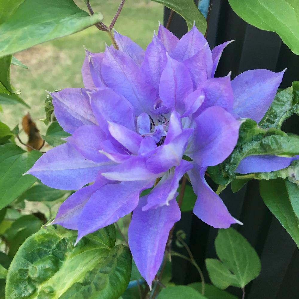 開花の投稿画像 By Meihoさん クレマチス 天塩と クレマチスとクレマチス とクレマチス 鉢植え 18月4月18日 Greensnap グリーンスナップ