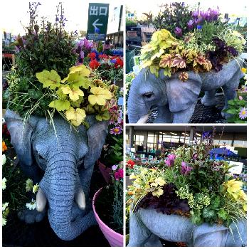 花子の投稿画像一覧 Greensnap グリーンスナップ