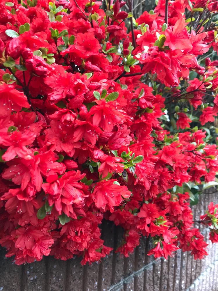 ツツジの投稿画像 By Kameさん お出かけ先と雨上がりと初心者と4月と赤い花といい色でしたと雨上がりと初心者と4月と赤い花といい色でした 18月4月18日 Greensnap グリーンスナップ Greensnap グリーンスナップ