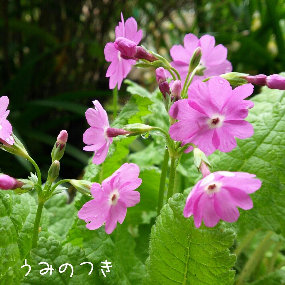 春のお便りの投稿画像 By 海の月さん 大好きな花とニホンサクラソウとバルコニー ベランダと 可憐な山野草 コンテストと春のお便りと大好きな花と 可憐な山野草 コンテスト 18月4月18日 Greensnap グリーンスナップ Greensnap グリーンスナップ