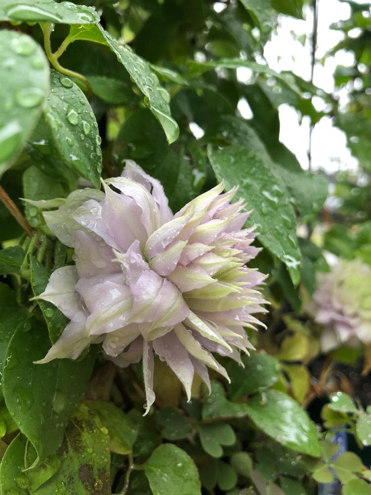 クレマチス ベルオブウォーキング の投稿画像 By リックミンさん クレマチス 18月4月18日 Greensnap グリーンスナップ