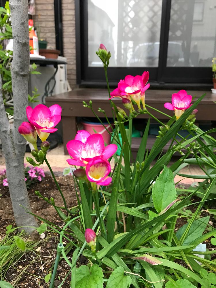 フリージアピンクの投稿画像 By たえポンさん 花のある暮らしといい香り と可愛いピンク色 18月4月19日 Greensnap グリーンスナップ