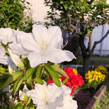 白いツツジの画像 by Fonmoroさん | 広い庭とツツジと植中毒と花のある暮らしと白いツツジと朝日とガーデニング大好き❤️とクルメツツジの花とGS映えとiPhone撮影