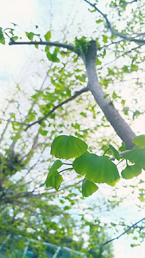 イチョウ葉の投稿画像 By ひーさん イチョウの木とイチョウと植中毒と今日の一枚 18月4月19日 Greensnap グリーンスナップ