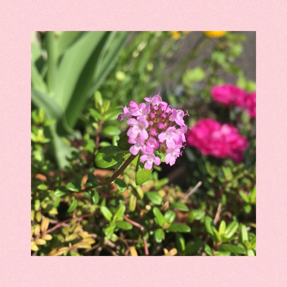 ピンクの花の投稿画像 By Mukuさん ハーブと小さい花と花のある暮らしと可愛いピンク色 18月4月19日 Greensnap グリーンスナップ