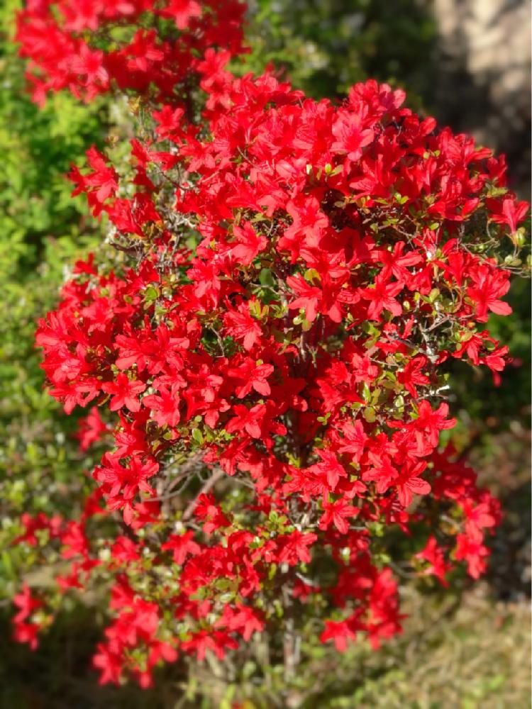 本霧島つつじの投稿画像 By Jujuさん ツツジと赤い花と元気もらえる 18月4月19日 Greensnap グリーンスナップ