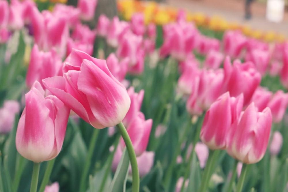 ひたち海浜公園の投稿画像 By Moco さん ピンクの花とピンクでハッピーとgs映えと チューリップとネモフィラの丘とナチュラルと ネモフィラ と花のある暮らしと可愛いピンク色 と国営ひたち海浜公園 18月4月19日 Greensnap グリーンスナップ