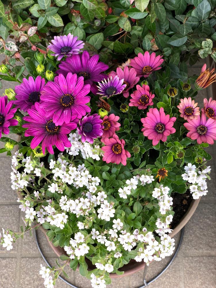 季節の花の投稿画像 By Uruさん 成長記録と今日のお花と寄せ植えとオステオスペルマム アキラとハーモニーグラスと玄関と季節の花と成長記録と今日のお花と寄せ植え 18月4月19日 Greensnap グリーンスナップ Greensnap グリーンスナップ