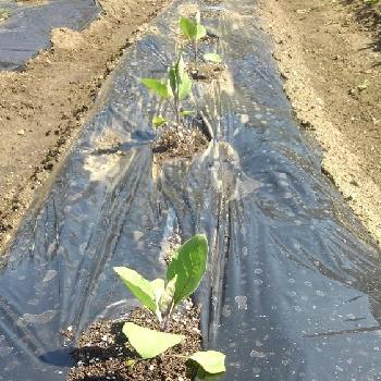 茄子 黒陽 の投稿画像一覧 Greensnap グリーンスナップ