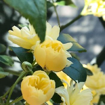 クリームイエローの花の画像 by りりぃさん | 小さな庭とモッコウバラ♪とマイガーデンと春の庭と咲いた♡︎ʾʾとno green no lifeとつぼみと黄色い花とクリームイエローの花とかわいいな♡