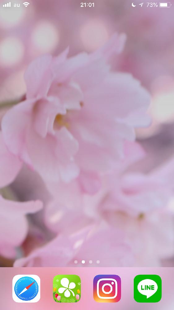 サクラの投稿画像 By Aliceさん ピンクの花と壁紙祭りときれいと植中毒とナチュラルと癒されると春 と癒しのピンクと信楽狸倶楽部と花のある暮らしとかわいいと晴れ 18月4月19日 Greensnap グリーンスナップ