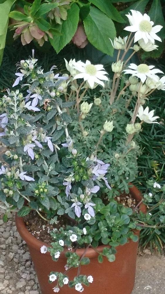 フランネルフラワーの投稿画像 By カピさん カーペットカスミソウとツリージャーマンダーと花のある暮らしと涼感と寄せ植え 18月4月19日 Greensnap グリーンスナップ
