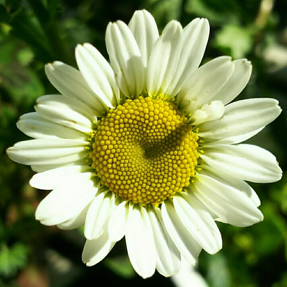 シャスターデージーの投稿画像 By グラウカちゃん Debdeb さん 植中毒と無加工picと心 ほっこりとバルコニー ベランダとスマホ撮影とキク科 好きと植中毒と無加工picと心 ほっこりとスマホ撮影とキク科 好き 18月4月日 Greensnap グリーンスナップ