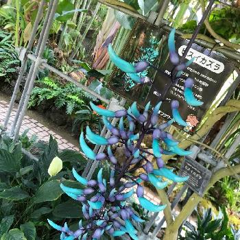 青碧色の花の投稿画像一覧 Greensnap グリーンスナップ