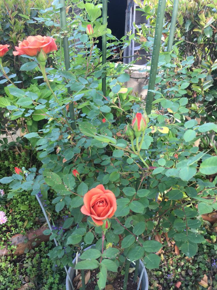 ミニバラ テディベアの投稿画像 By もっちゃんさん 花のある暮らしと植中毒と癒しの庭 18月4月日 Greensnap グリーンスナップ
