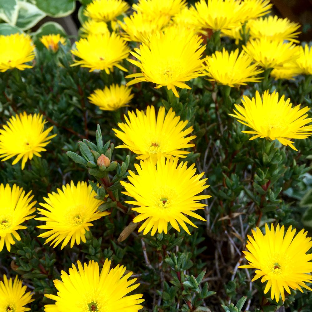 マツバギクの投稿画像 By チェッカーベリーさん 黄色いお花大好き協会と黄色い花と 黄色植物 コンテストと幸せの黄色いお花 18月4月日 Greensnap グリーンスナップ