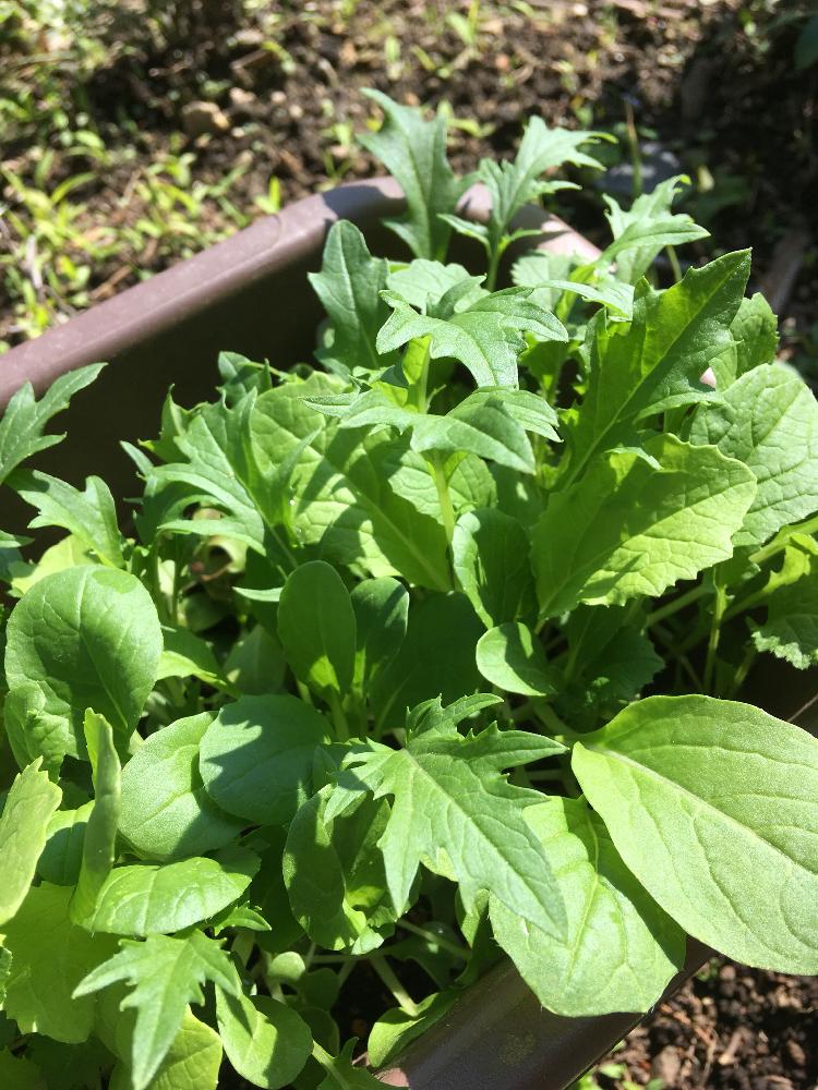 サラダミックスの投稿画像 By そらみさん レタスとルッコラ と自然と緑がいっぱいとジャガイモ栽培とハーブとサラダ寄せ植えとプランター栽培とお庭とガーデンレタスミックスとプランター野菜とラベンダー とじゃがいも芽かきと家庭菜園 18月4月日 Greensnap