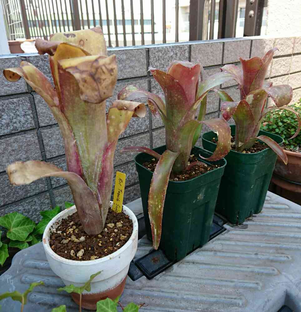 ビルベルギア サングレ 子株付き 2 楽天市場】(現品) ビルベルギア 'サングレ' (No.62534) (観葉植物