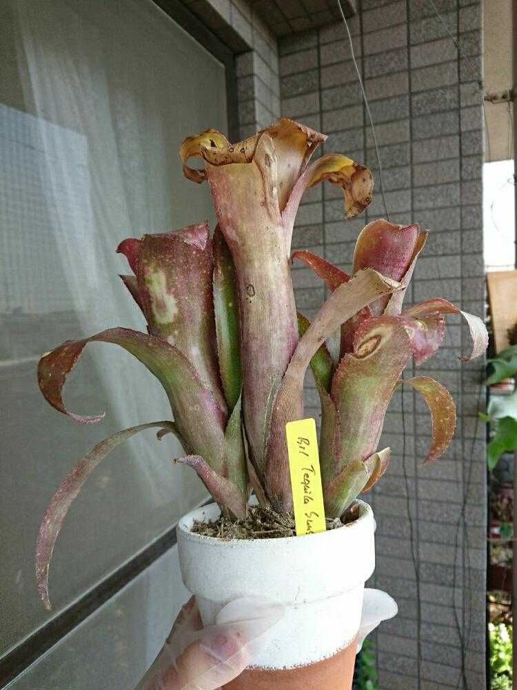 ビルベルギアテキーラサンセットの植え替え｜🍀GreenSnap（グリーン