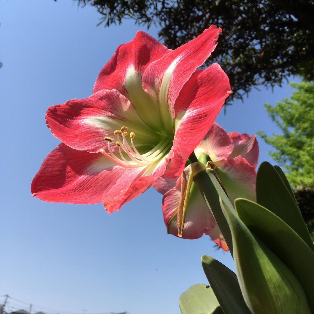 すべての美しい花の画像 トップ100アマリリス ピンク