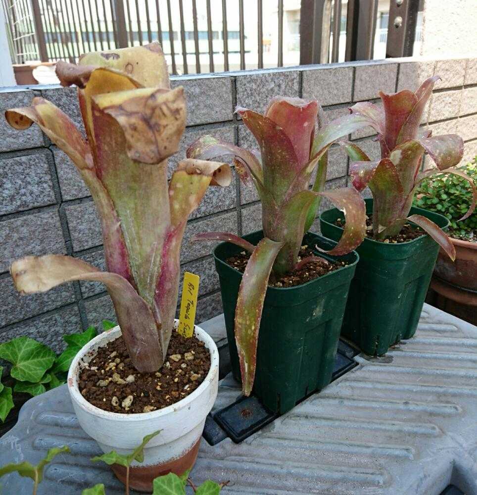 ビルベルギアテキーラサンセットの植え替え｜🍀GreenSnap（グリーン