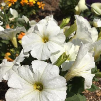 オキシドールのアルバム Greensnap グリーンスナップ