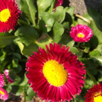 オキシドールのアルバム Greensnap グリーンスナップ