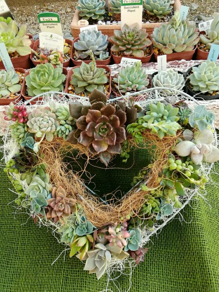 多肉植物の投稿画像 By ピンクパンサーさん よせ植えとおもしろいと 七福神と多肉大好きとハートの形とgs映えと多肉植物寄せ植えと多肉植物 とサボテンとタニラーと多肉 グリーンネックレスと花のある暮らしとかわいいといやされるとかわいいな と七福神 多肉とタニク