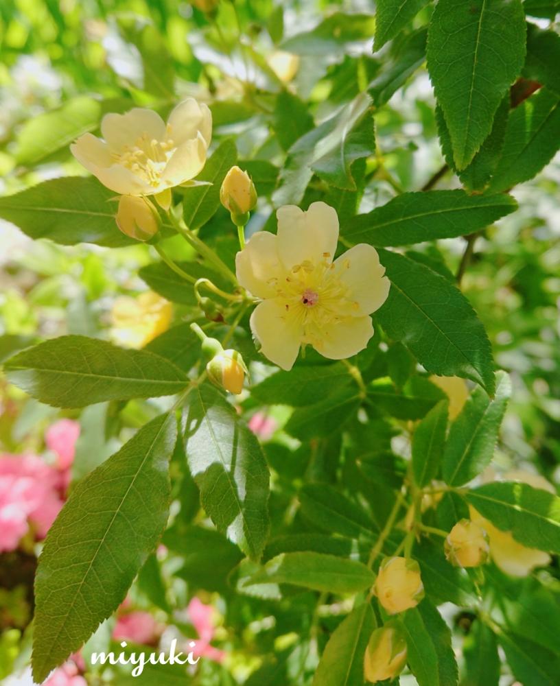 ベスト50 モッコウバラ 一重 最高の花の画像