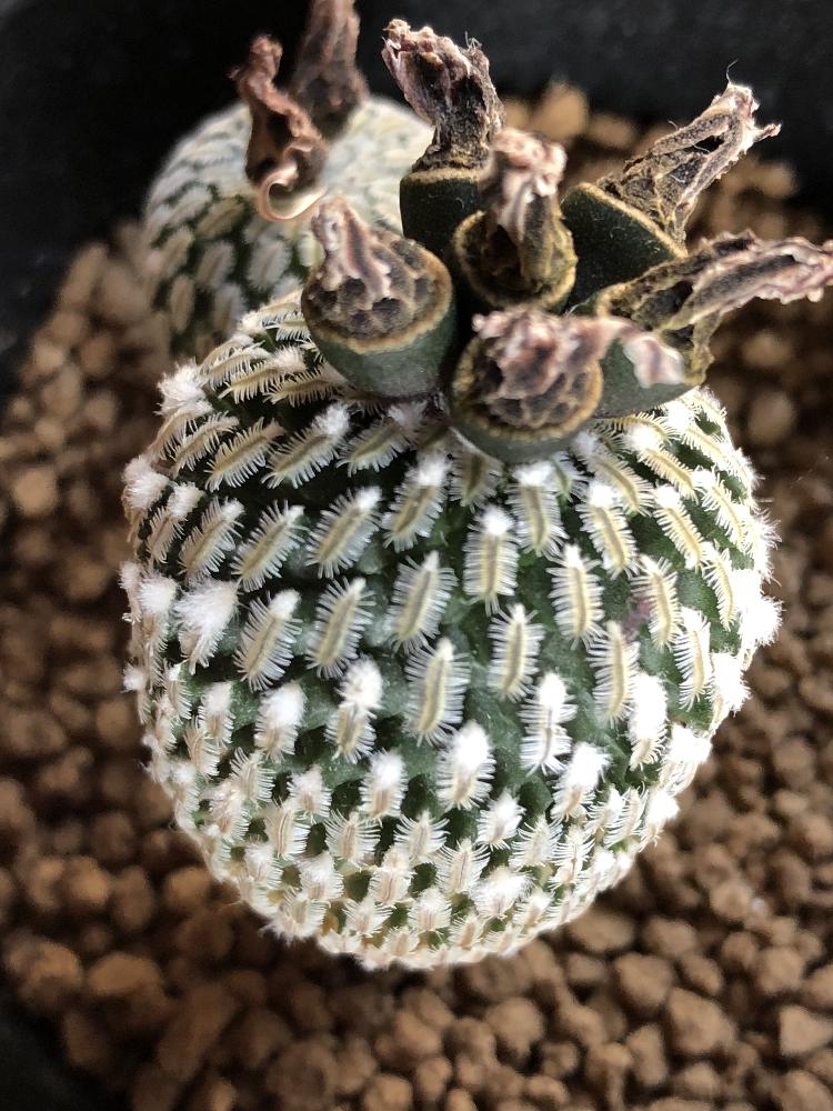 精巧殿の投稿画像 By ぐりさん ツルビニカルプスと サボテンと多肉植物とツルビニカルプス属 18月4月日 Greensnap グリーンスナップ