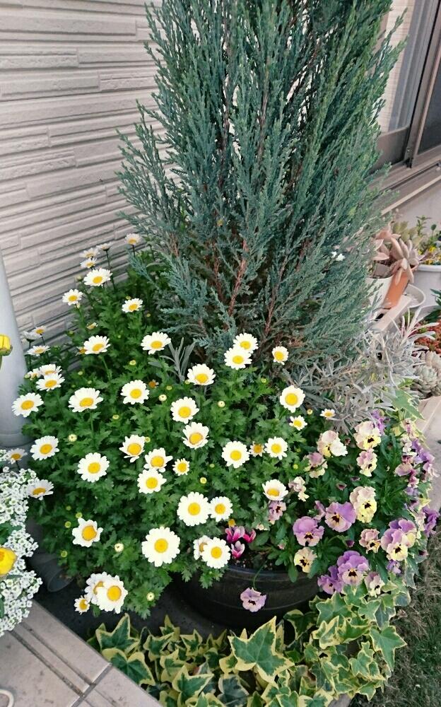コニファーの投稿画像 By タヌ吉さん ビオラ ミルフルとノースポールとヘデラと寄せ植えと春満開と鉢植えと長い付き合いと成長記録ともりもりと花のある暮らしと日陰の庭 18月4月日 Greensnap グリーンスナップ