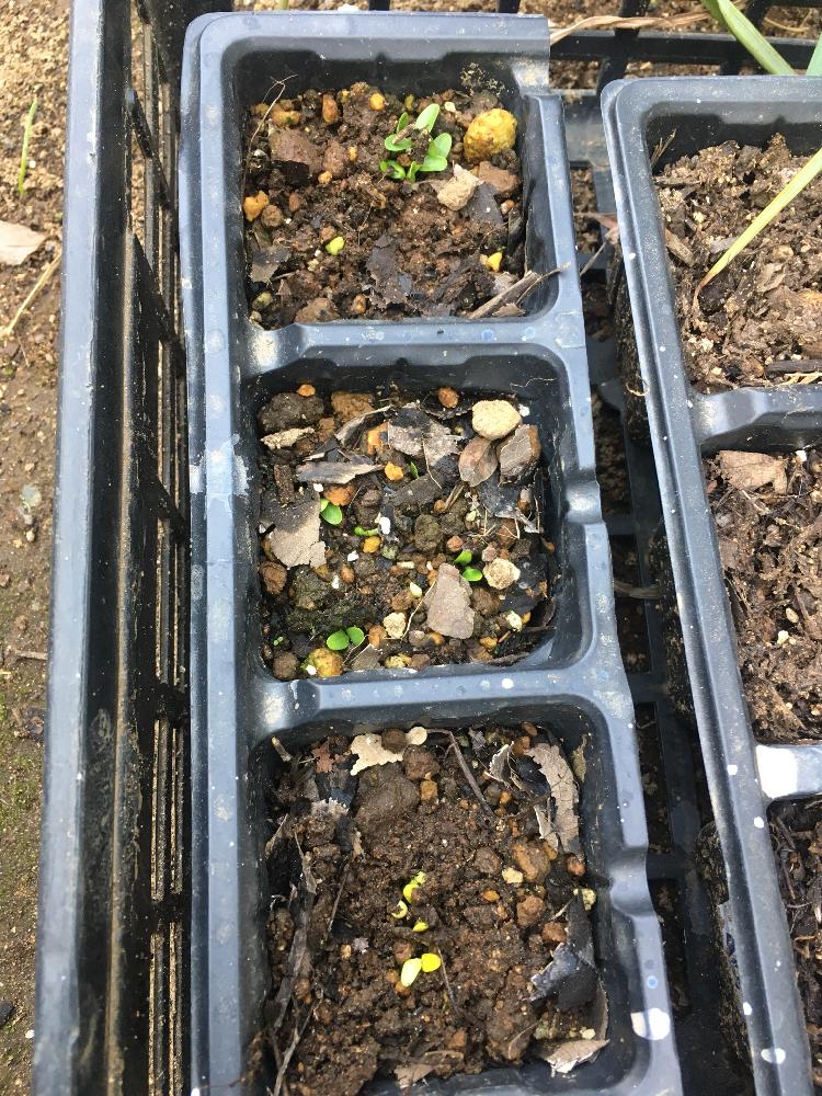 種まき 7 14 Greensnap グリーンスナップ