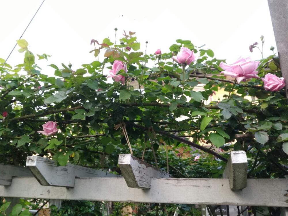 つるラ フランスの投稿画像 By こつこつガーデナーさん バラ のアーチと今日のお花とガーデン ガーデンとナチュラルスタイルとパーゴラアーチとガーデニングと花のある暮らしとバラを楽しむと咲いた 18月4月日 Greensnap グリーンスナップ