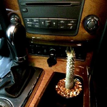 グラキリス 種 100粒の投稿画像一覧 Greensnap グリーンスナップ