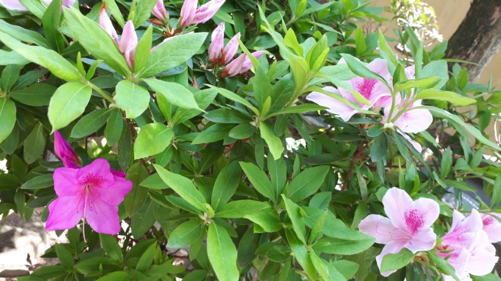 オオムラサキツツジの投稿画像 By Flower Skyさん ツツジと花のある暮らしとピンクの花と紫の花 18月4月21日 Greensnap グリーンスナップ