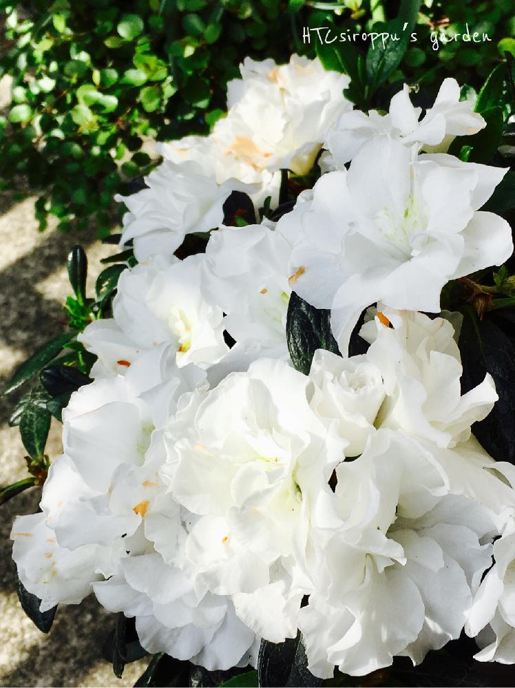 Htcの投稿画像 By シロップさん うれしい とありがとう とかわいい と癒しと頑張ってと白いお花としあわせ と花のある暮らしと心がほっこりと アザレア 18月4月21日 Greensnap グリーンスナップ