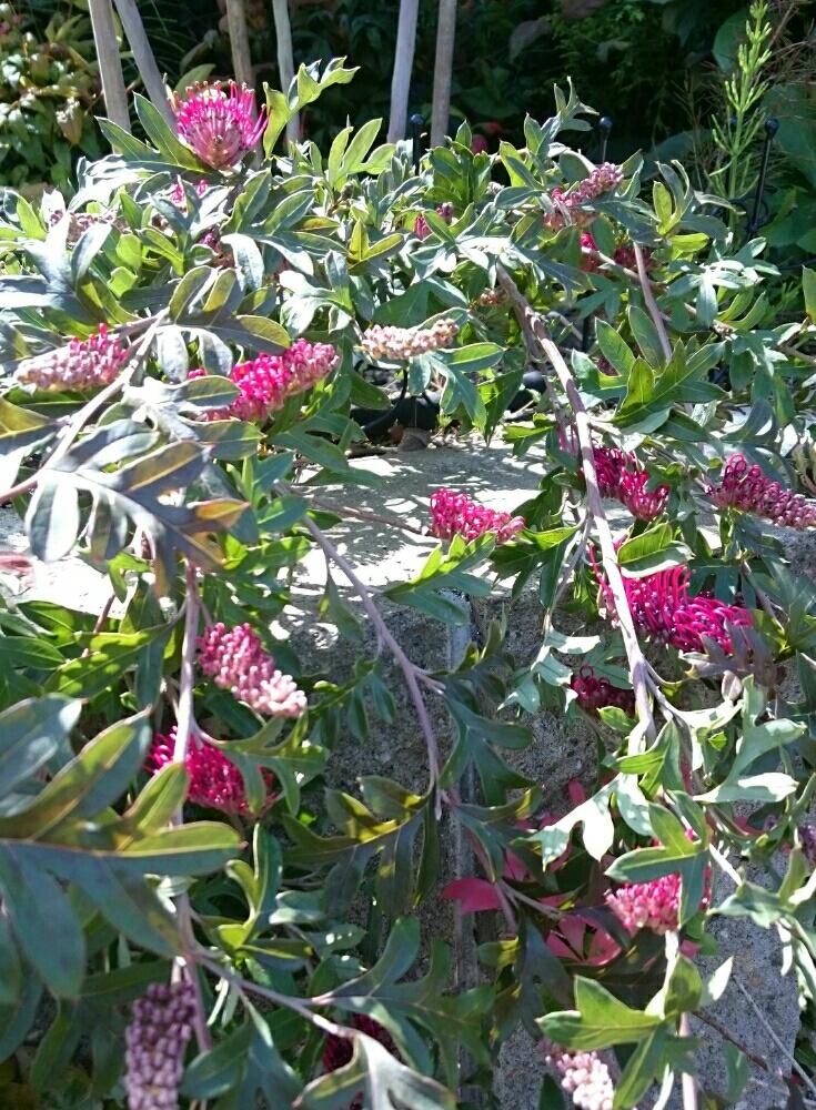 グレビレア グレヴィレア ガウディチャウディ 苗 オージープランツ